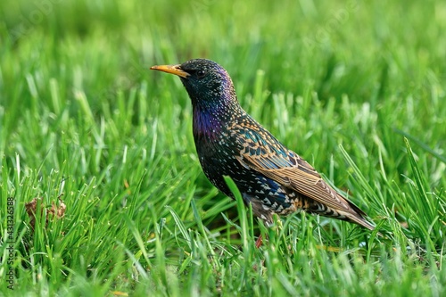Starling bird looking for food in the grass. Side view, close up. Genus species Sturnus vulgaris.