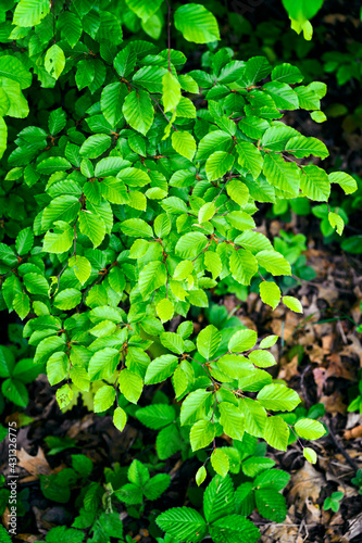 Lush green leaves of hornbeam in the forest.