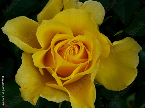 yellow rose on black background