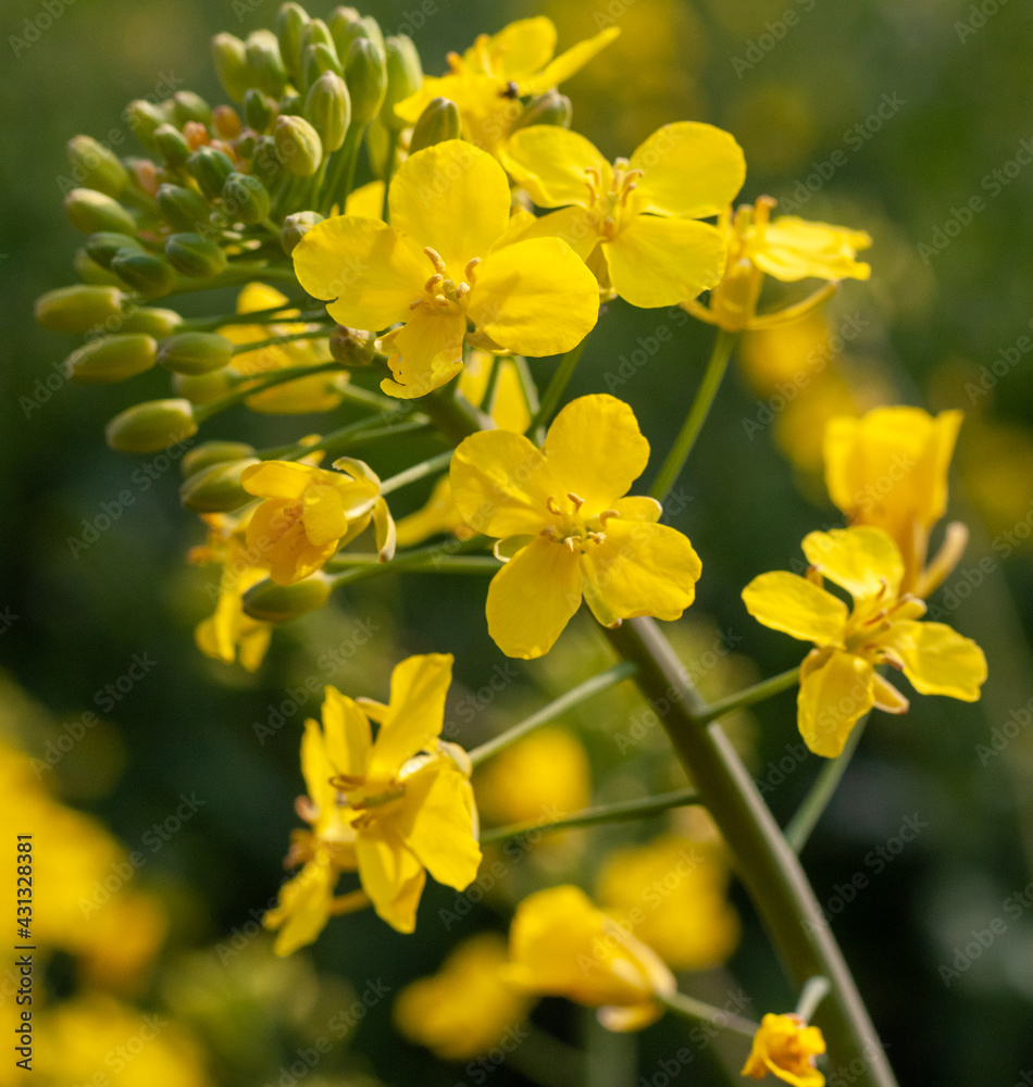 Rapeseed closeup with a blurred background Rapeseed closeup with a blurred background