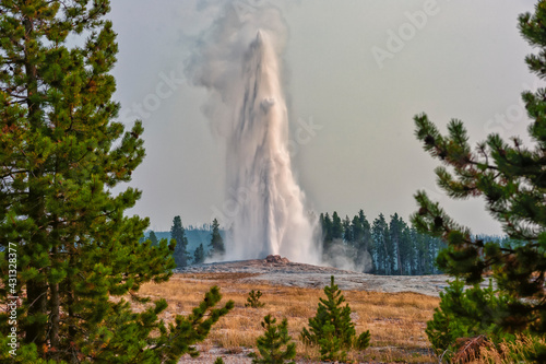 Old Faithful framed by pine trees, smoke filled sky and erupting in Yellowstone