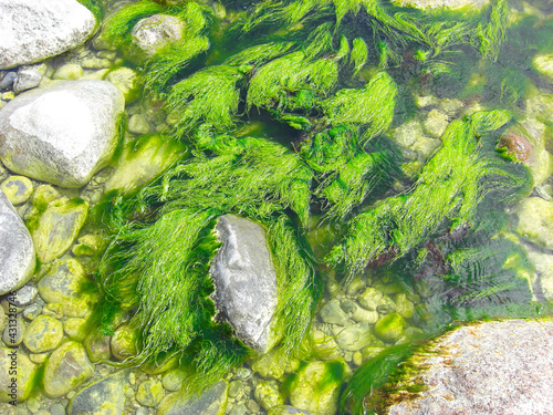 green seaweed with stones in sea water