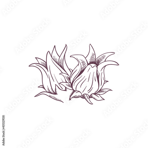 Sorrel Logo Illustration - Herb Leaf Plant Natural Organic Healthy Flower Red Fruit Rozella Sweet Tea