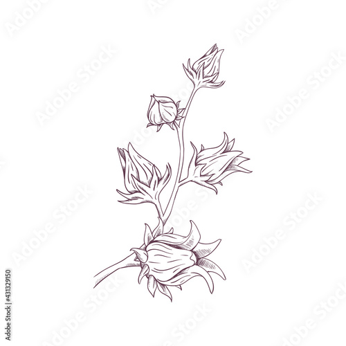 Sorrel Logo Illustration - Herb Leaf Plant Natural Organic Healthy Flower Red Fruit Rozella Sweet Tea