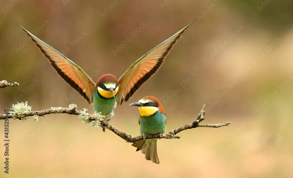 abejarucos en primavera