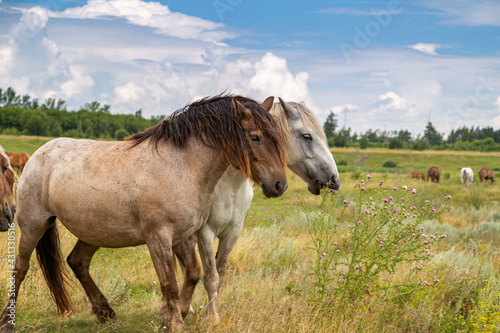 horses heavyweights walking in nature
