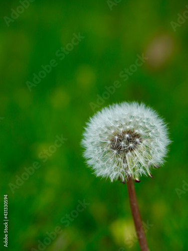 dandelion on green background