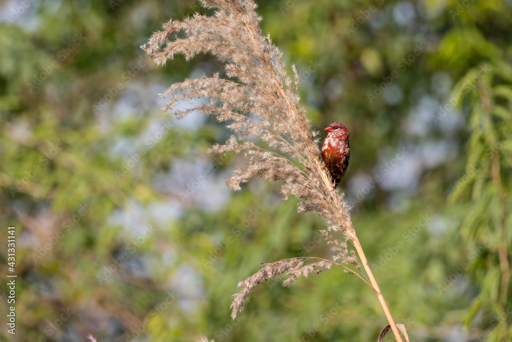 Red Avadavat chnaging feathers for breading Red Avadavat chnaging feathers for breading
