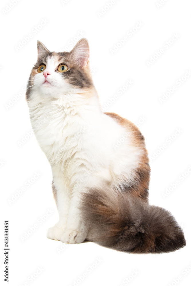 Bright longhair fluffy multicolor cat portrait isolated on the white background