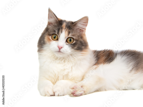 Bright longhair fluffy multicolor cat portrait isolated on the white background © Liza