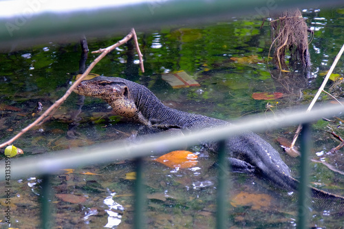 Huge adult monitor lizard spotted at Sengkang Riverside Park, partially submerged in shallow waters photo