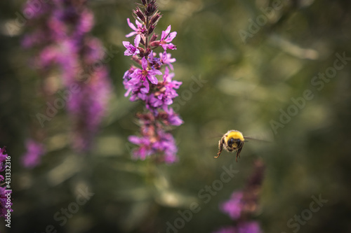 A bee collects nectar from bright purple flowers. Summer Flowering Purple Loosestrife  Lythrum tomentosum or spiked loosestrife and purple lythrum on a green blured background