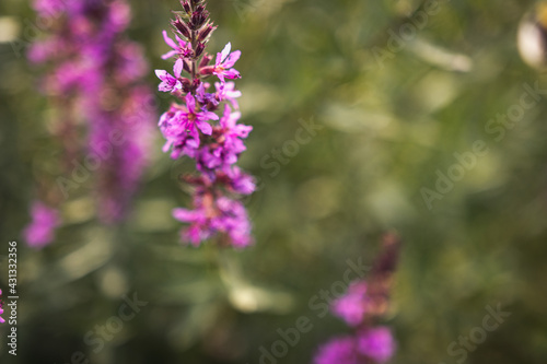 
Close up of summer purple wildflowers. Lythrum salicaria or purple loosestrife. Medicinal plant. Nature background
