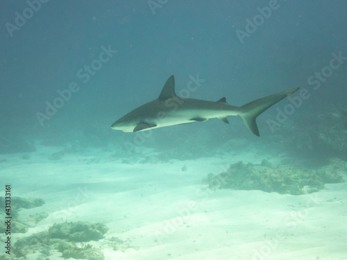Caribbean Reef Shark © Neil