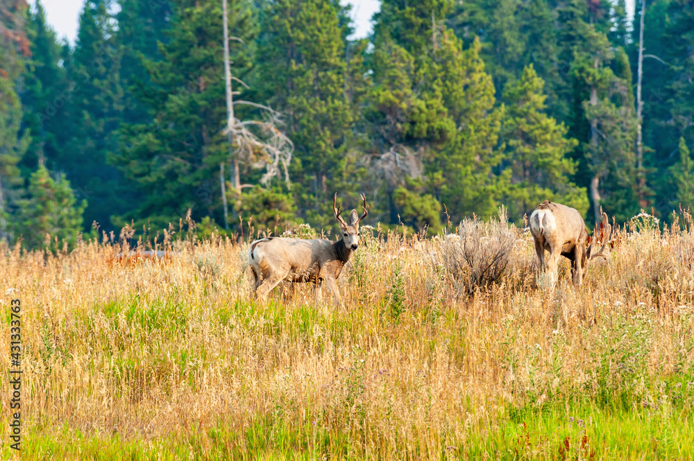 Fototapeta premium Mule deer grazing on a hill with pine trees in background.