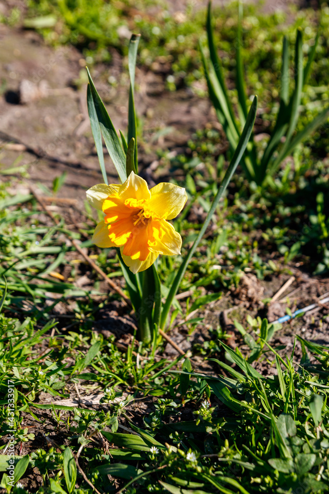 Yellow daffodil flower in a garden. Beautiful narcissus on flowerbed Yellow daffodil flower in a garden. Beautiful narcissus on flowerbed