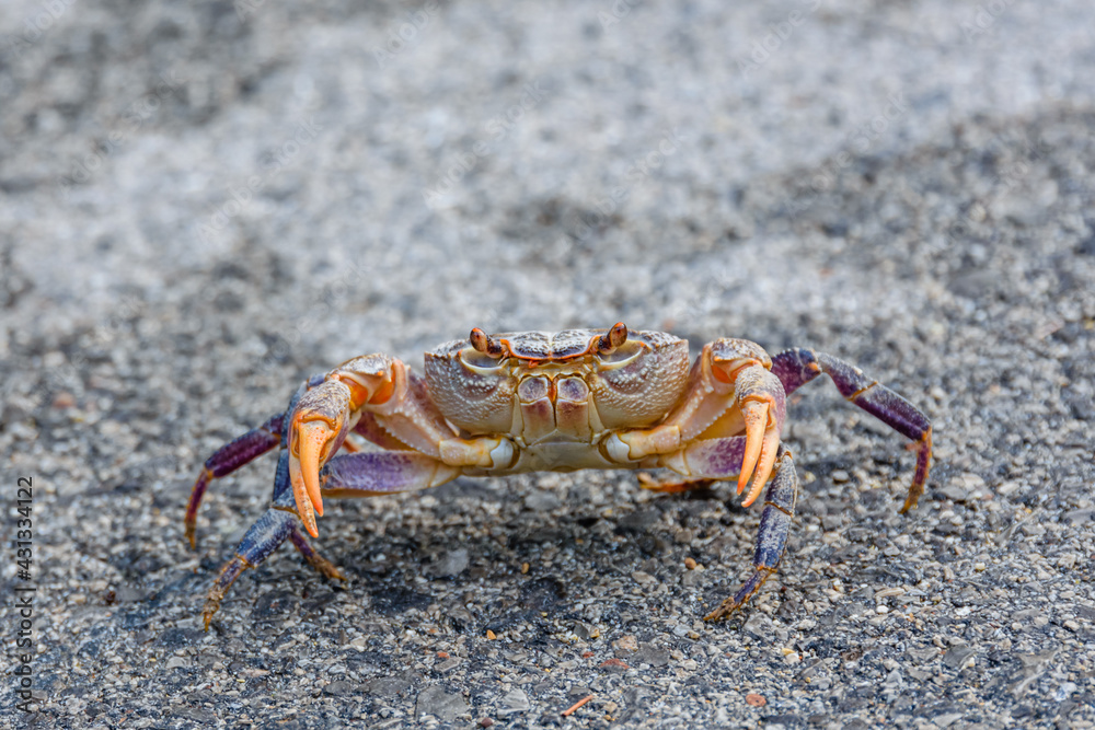 Freshwater river crab (Potamon ibericum) on the stone