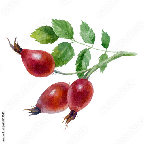 Rosehip. Watercolor illustration. Watercolor painted gooseberry branch.