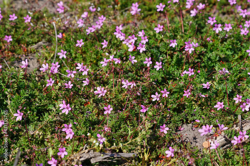 Closeup of pink blossoming redstem filaree or Erodium cicutarium in a garden photo