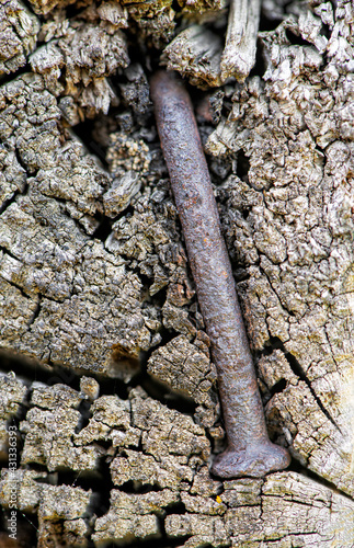Rusty nail driven into a wood