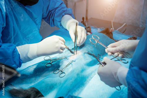 Veterinarian surgeons in operating room doing cat neutering photo