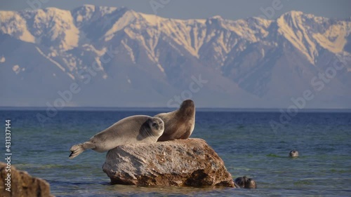 Seal nerpa on lake baikal rest on stone on snowy mountain background. Group of pusa sibirica swim