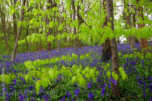 Bed of Bluebells blossoming in the Spring under a canopy of trees. UK