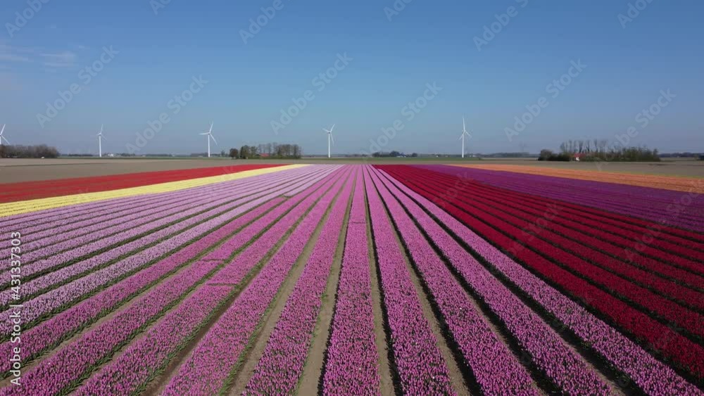 Colorful flowerfields with blooming tulips in the Flevopolder of the Netherlands, Aerial