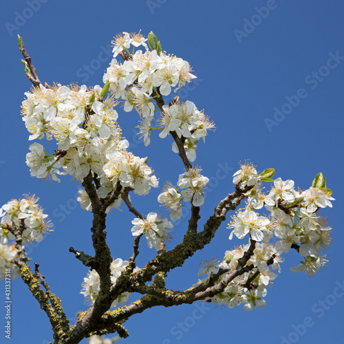 blossom tree flowers in the blue sky