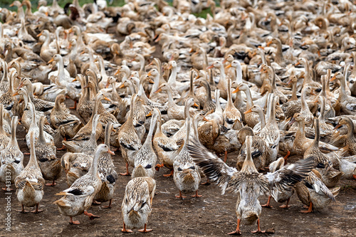 Fotografering A lot of ducks at Open farm in vietnam, Backside of leader of ducks Spread wings