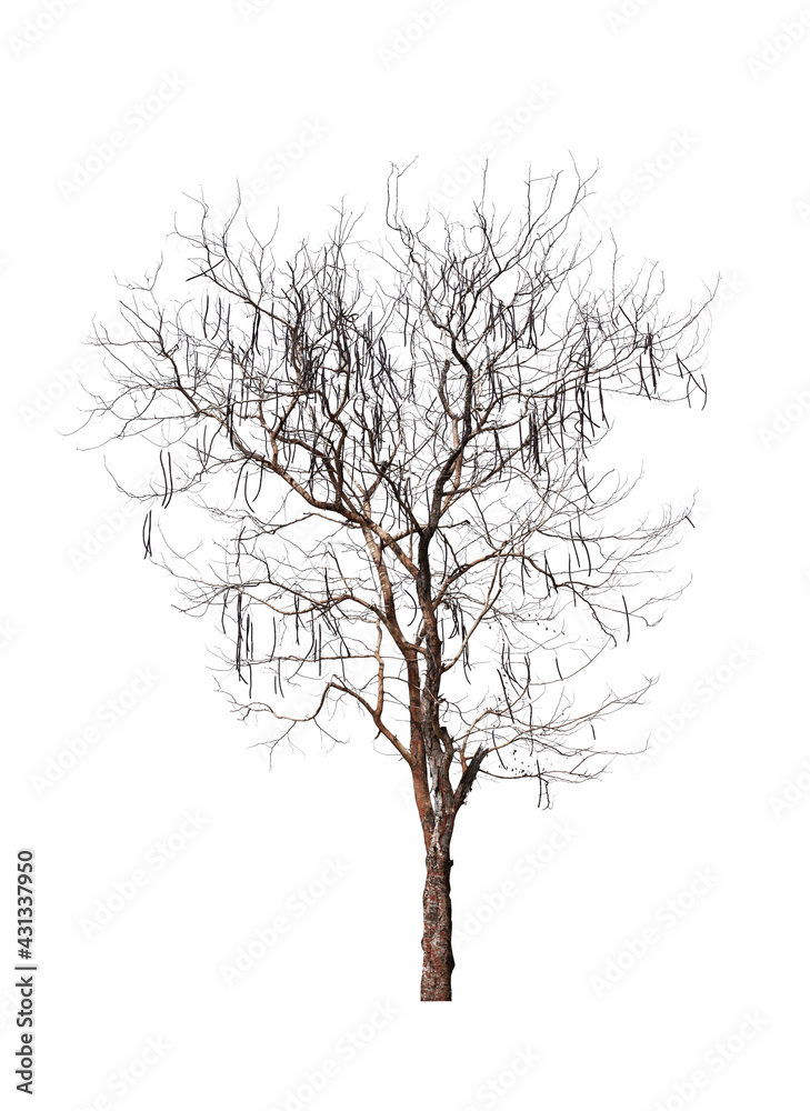Dead tree isolated on white. Dead tree isolated on white.