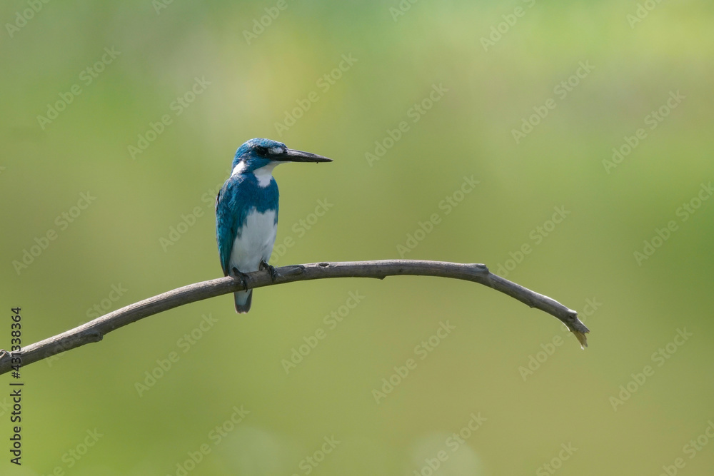 Small blue kingfisher