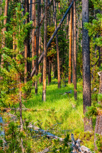 View of lush pine forest in Yellowstone