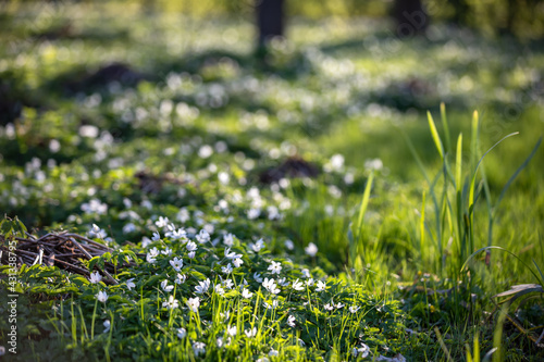 Fototapeta Naklejka Na Ścianę i Meble -  Polana z kwitnącymi kwiatami