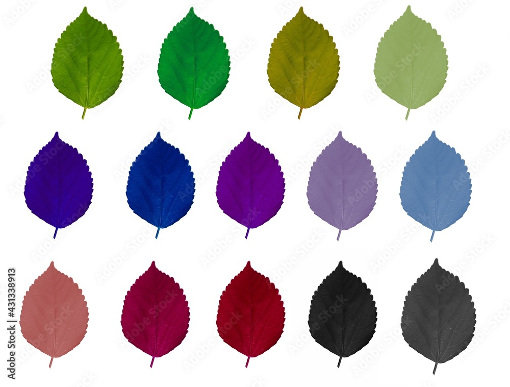 Fototapeta premium Collection of colorful leaves isolated on white background.