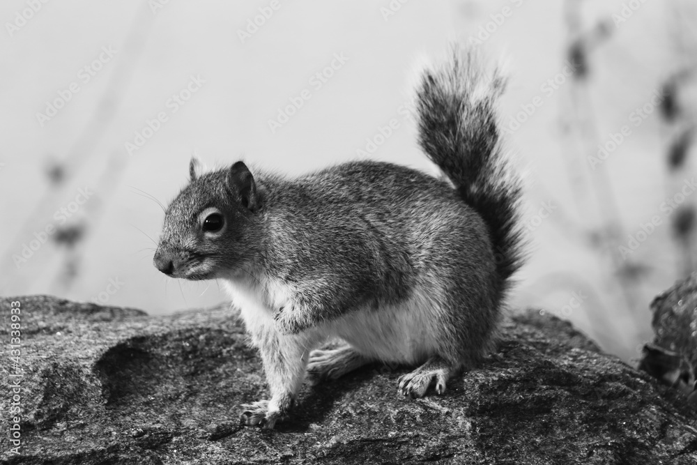 Fototapeta premium Squirrel Pose
