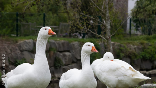 White geese, tree, grass in the background