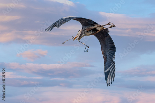 Mississippi River rookery - Great Blue Heron in Flight  