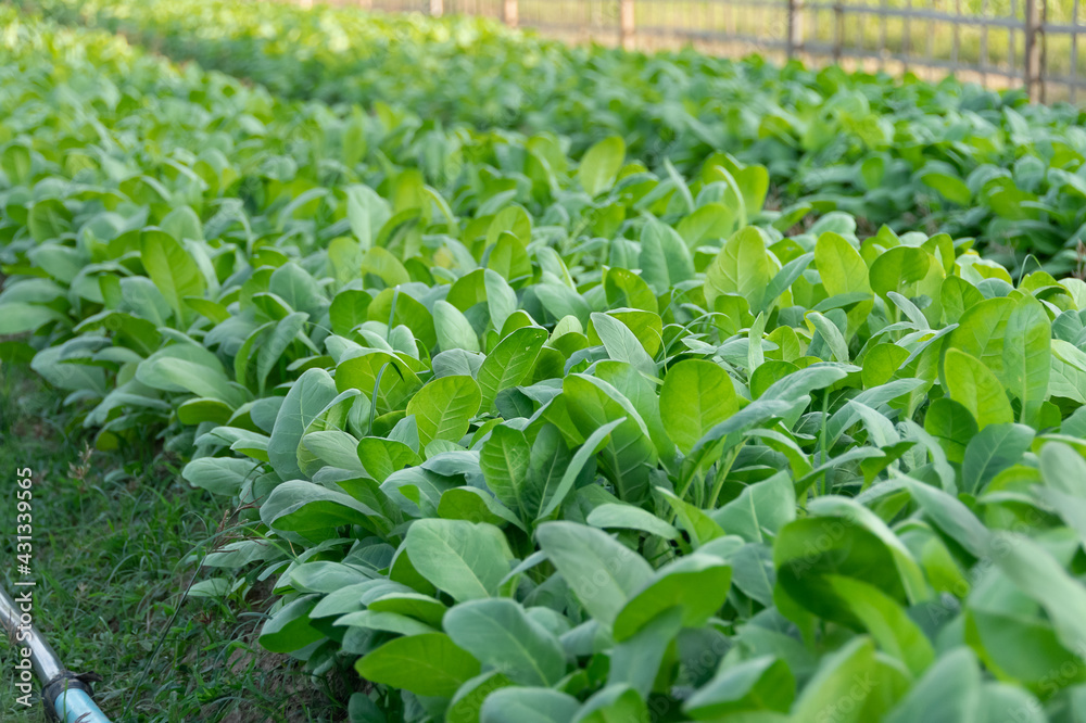 The row of tobacco young plant in Cambodia at the countryside