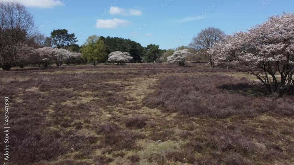 Heathland with blooming Amelanchier lamarkii tree, white flowers, aerial forwards Heathland with blooming Amelanchier lamarkii tree, white flowers, aerial forwards