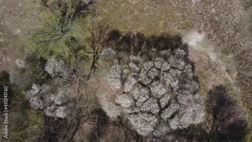 Heathland with blooming Amelanchier lamarkii tree, white flowers, aerial topdown photo