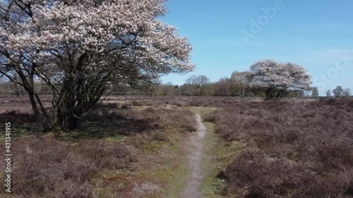 Heathland with blooming Amelanchier lamarkii tree, white flowers, aerial forwards photo