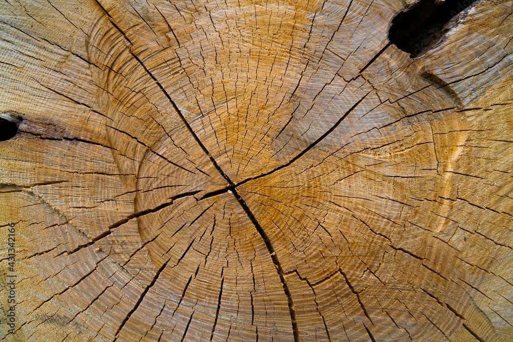 Fototapeta premium Got wood?