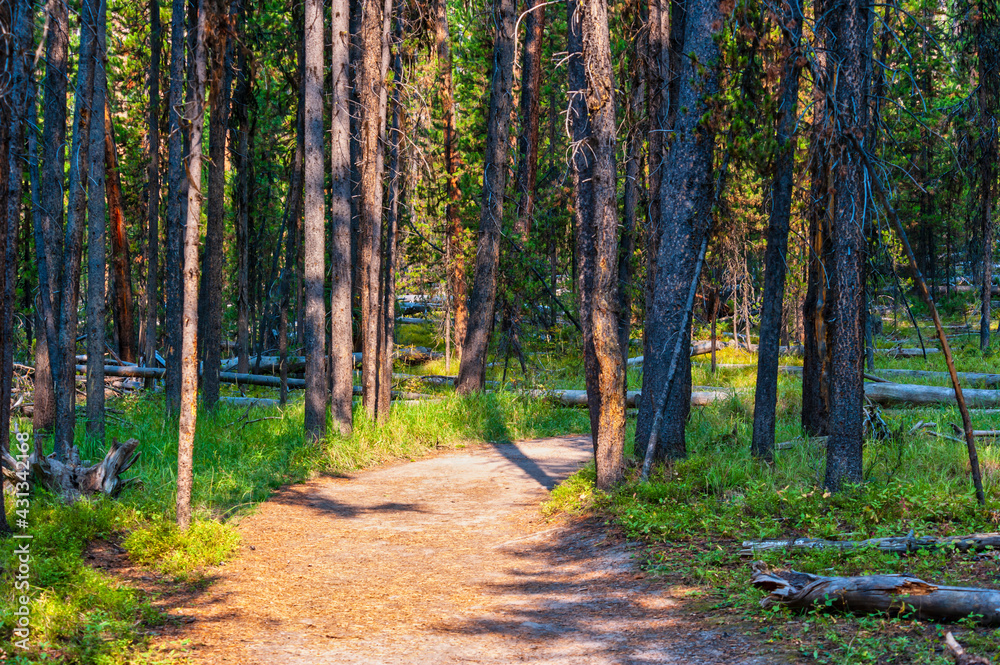 Hiking trail through pine forest in Yellowstone Hiking trail through pine forest in Yellowstone