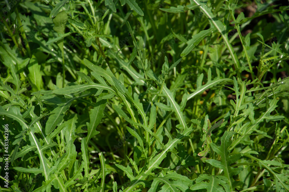 fresh roquette or rucola or wild rocket in a glasshouse ready for harvest fresh roquette or rucola or wild rocket in a glasshouse ready for harvest