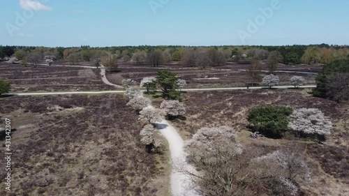 Heathland with blooming Amelanchier lamarkii tree, white flowers, walkers, aerial photo