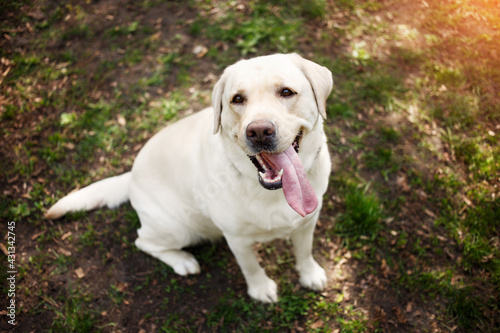 Portrait of golden Labrador sitting on a green grass in the looking at camera. Walk the dog concept. Close up. Canine background