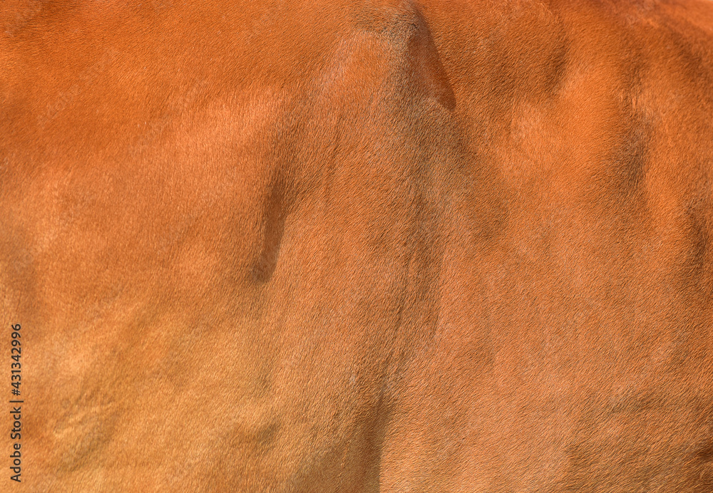 Fototapeta premium Close up Brown natural cow fur texture