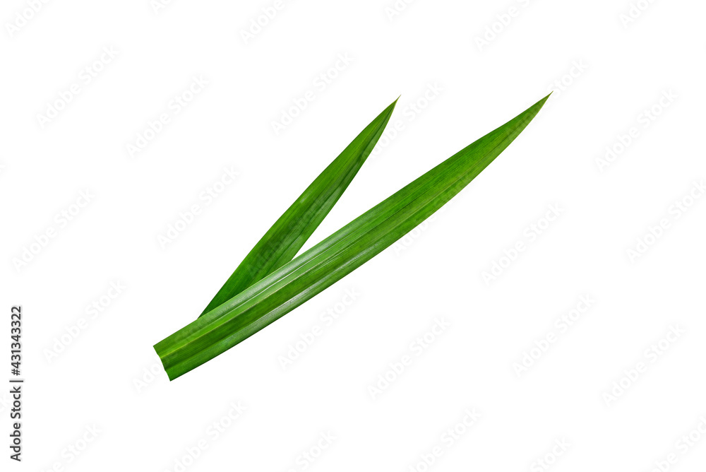 Pandanus Palm, Fragrant Pandan, Pandom wangi isolated on white background Pandanus Palm, Fragrant Pandan, Pandom wangi isolated on white background
