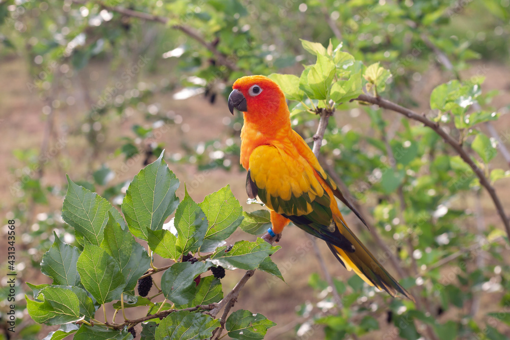 Sun Conure Parrots or Aratinga solstitialis perched on a branch in the garden.